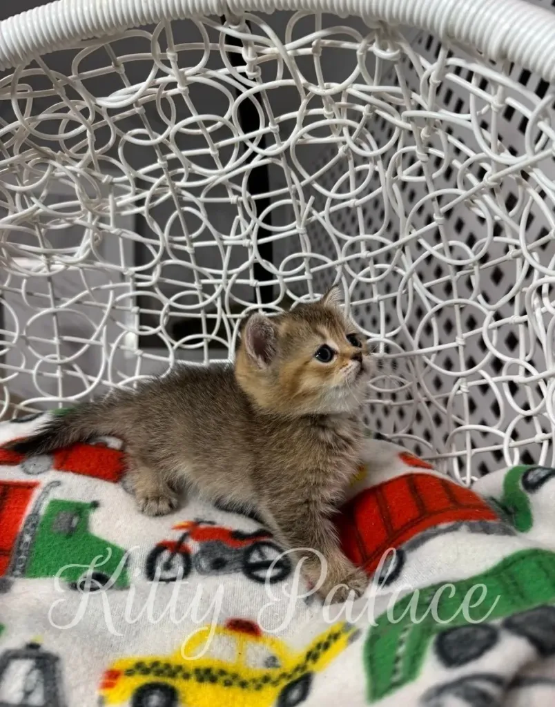 Elegant Scottish Straight kitten stretching playfully on a toy-themed blanket