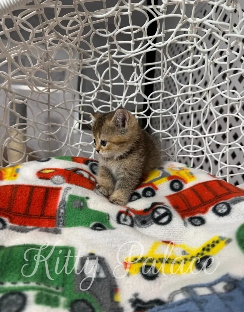 Calm black golden chinchilla kitten sitting still for a perfect photo moment