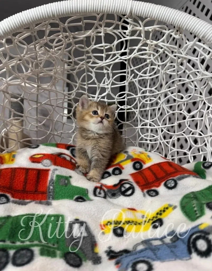 Sweety, a black golden chinchilla Scottish Straight kitten, sits quietly on a colorful blanket