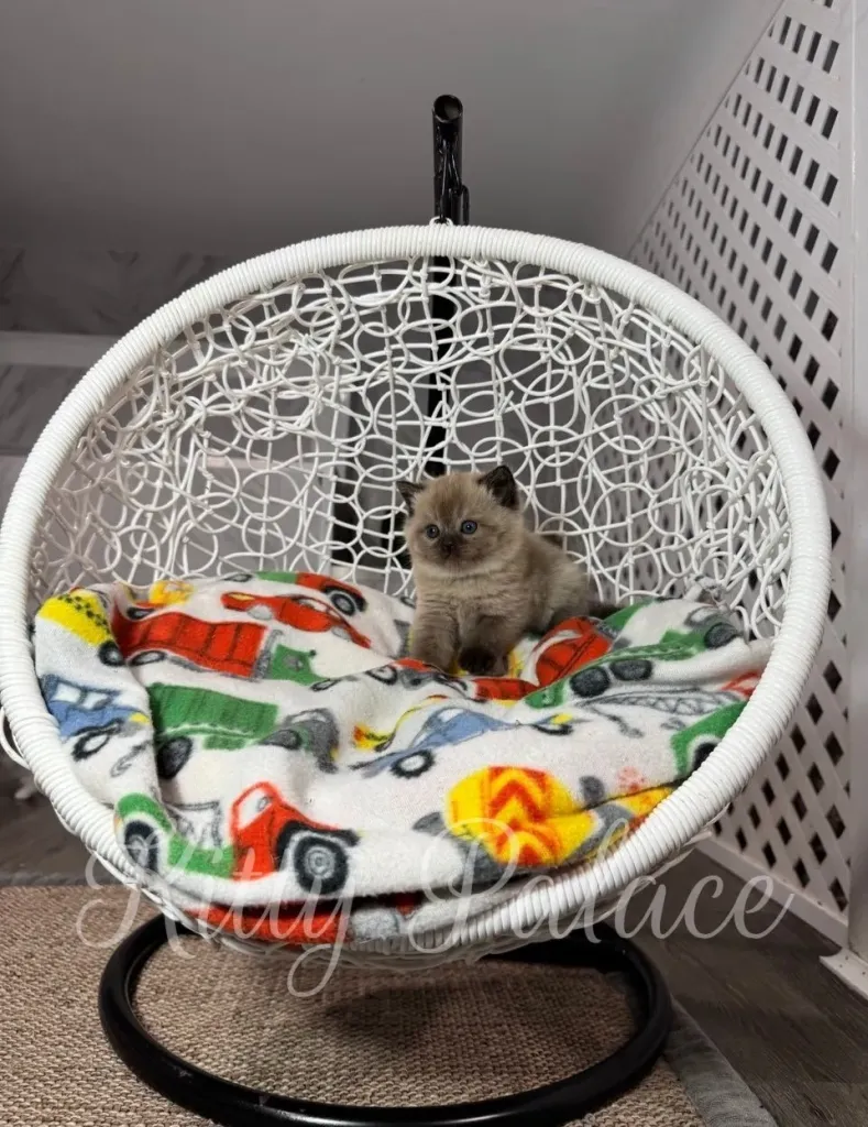 Calm chocolate point kitten Choco gazing up in a designer white hanging chair
