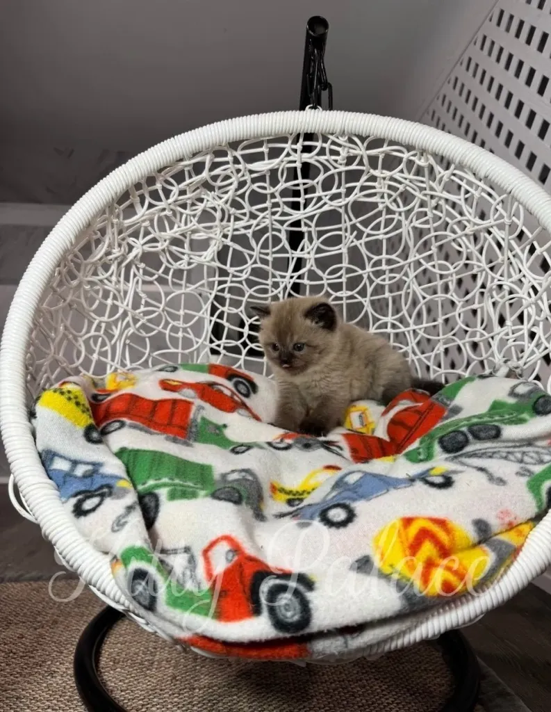 Scottish Straight chocolate point kitten Choco looking down while sitting on playful truck-patterned blanket