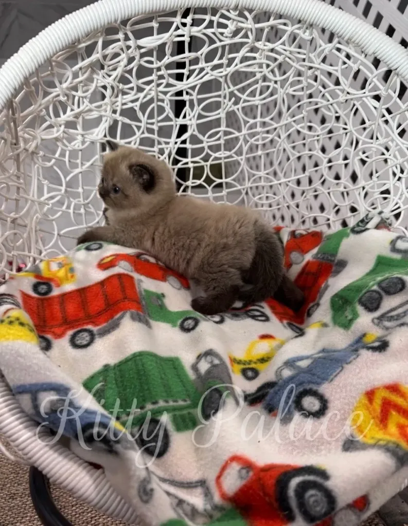 Side view of Choco kitten showing off his thick fur and calm profile
