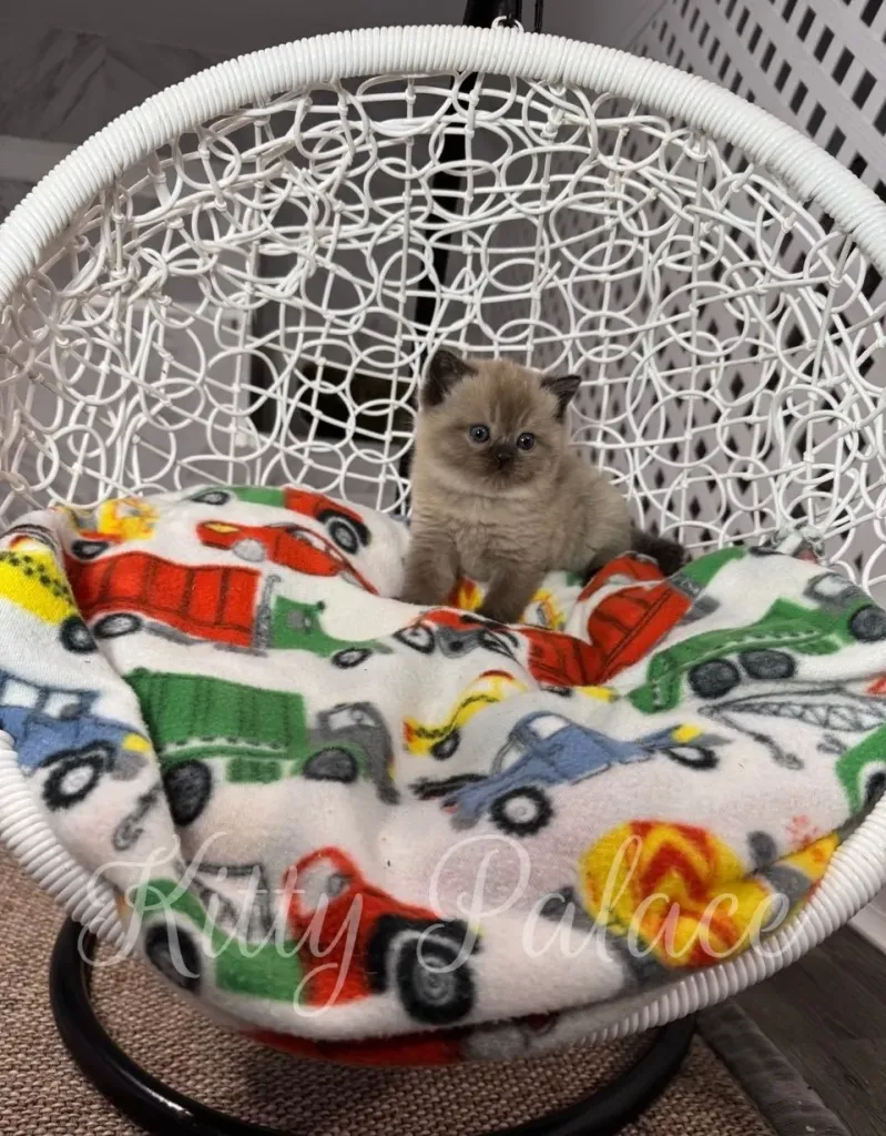 Fluffy chocolate point Scottish Straight kitten gazing curiously from a hanging chair