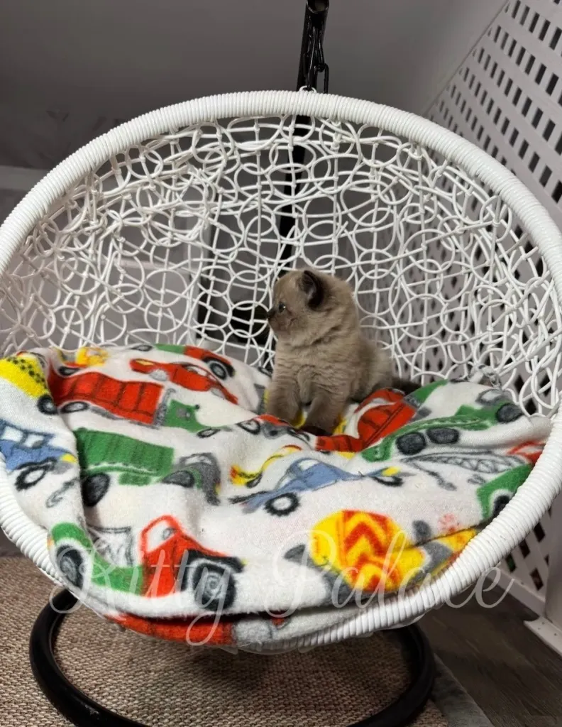 Cozy moment with Choco the kitten wrapped in a truck-themed blanket