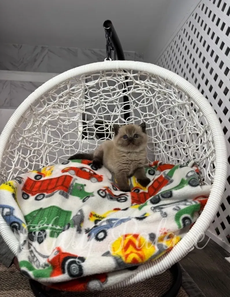 Adorable Scottish Straight kitten with chocolate point coloring enjoying his cozy seat