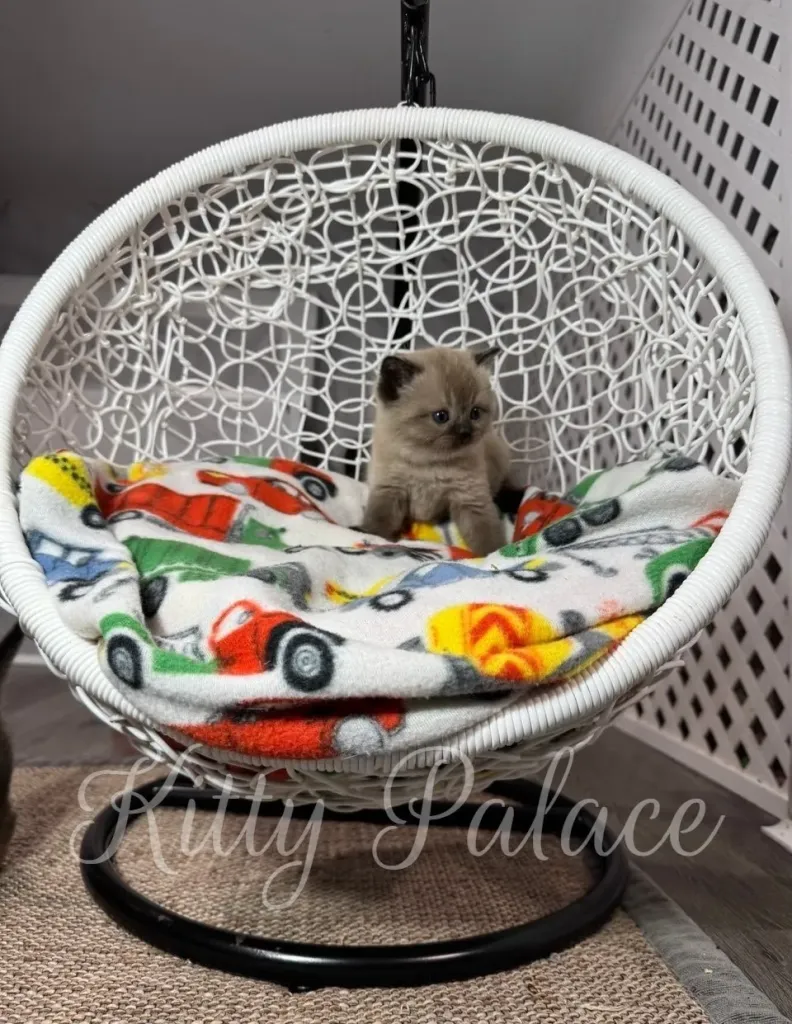 Little Choco sitting upright and looking curious in his white rattan chair