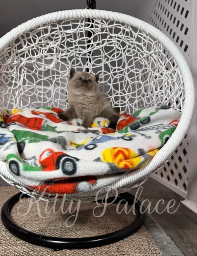 Chocolate point kitten sitting on a blanket with colorful cars and trucks