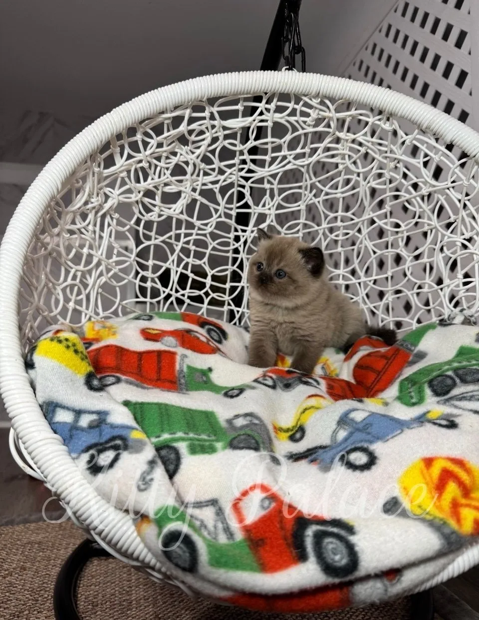 Choco the chocolate point kitten sitting in a white hanging chair with colorful blanket