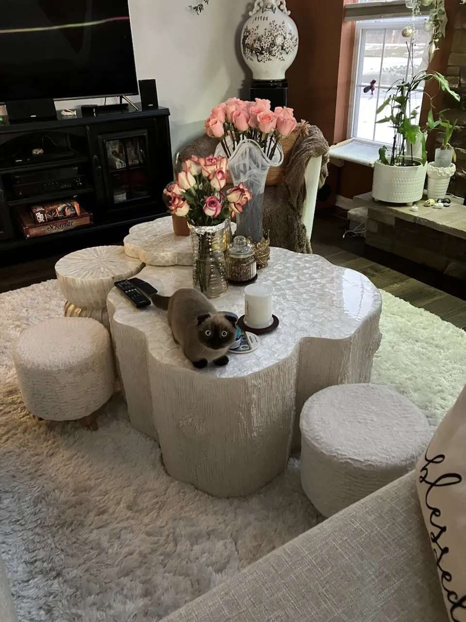 Kitty Palace Cattery - Scottish Kittens For Sale. Customer reviews. Breeders near me