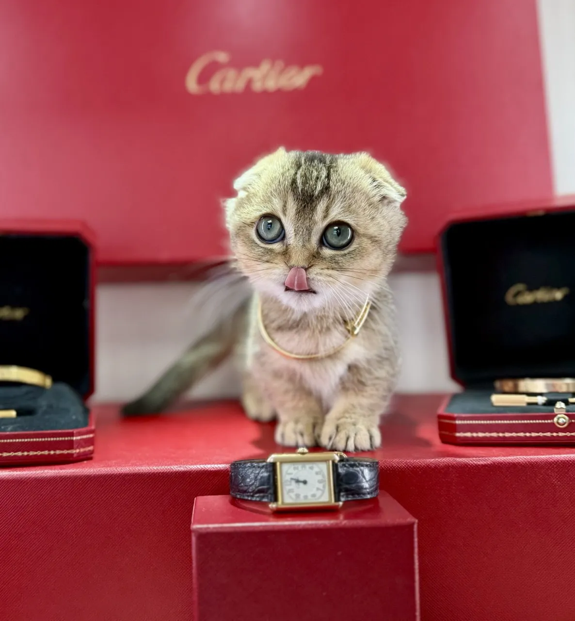 Kitty Palace Cattery - Scottish Kittens For Sale. Customer reviews. Breeders near me