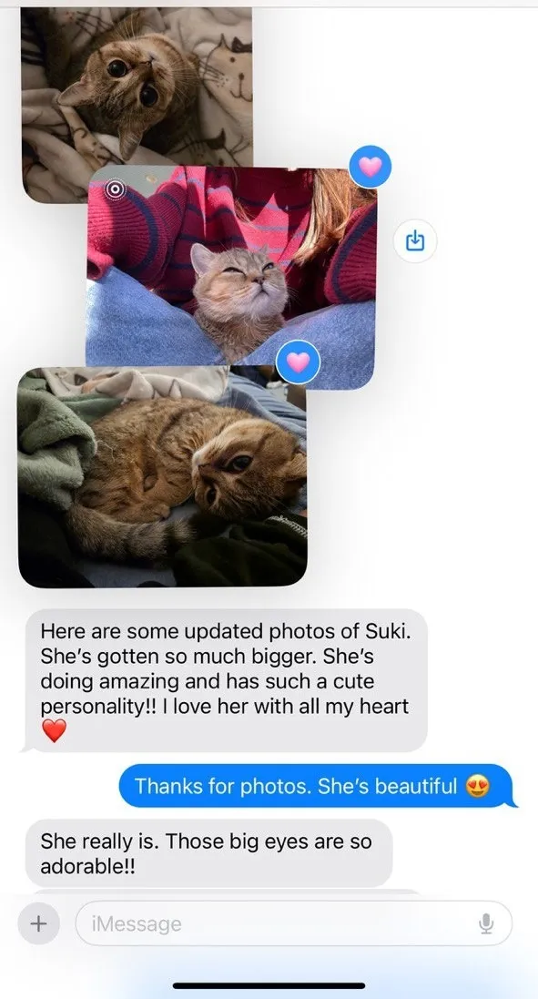 Kitty Palace Cattery - Scottish Kittens For Sale. Customer reviews. Breeders near me