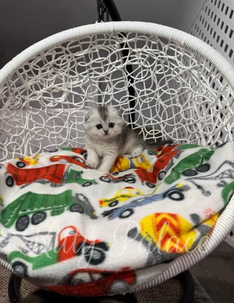Love the Scottish Fold kitten relaxing on a colorful blanket with toy cars pattern