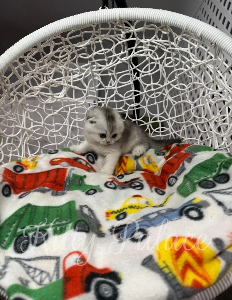Gentle female Scottish Fold kitten Love in a cozy chair, looking curious