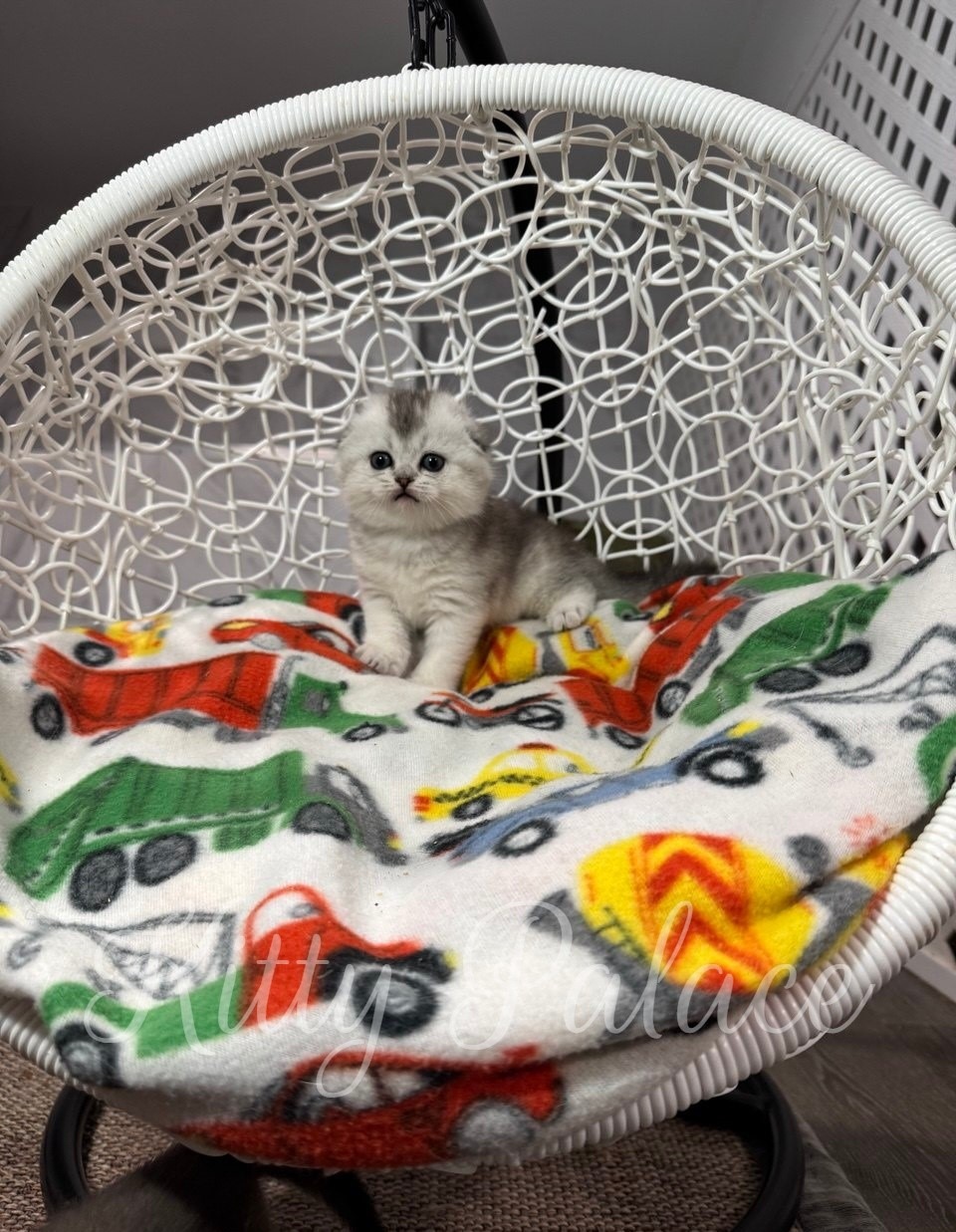 Love - Scottish Fold Kitten for Sale, Buy Kitten in USA. Kitty Palace Cattery