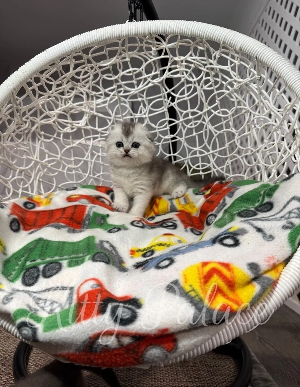 Silver bicolor kitten Love posing in a white swing chair