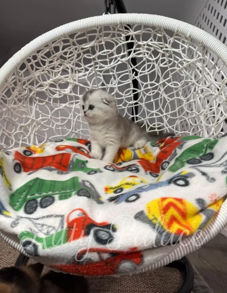 Adorable Scottish Fold kitten exploring her cozy spot at Kitty Palace Cattery