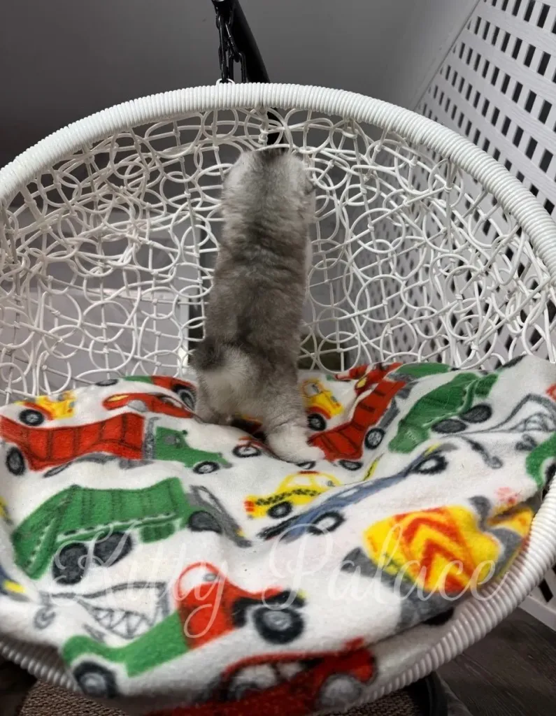 Love, the black silver chinchilla kitten, peeking out with folded ears and big eyes