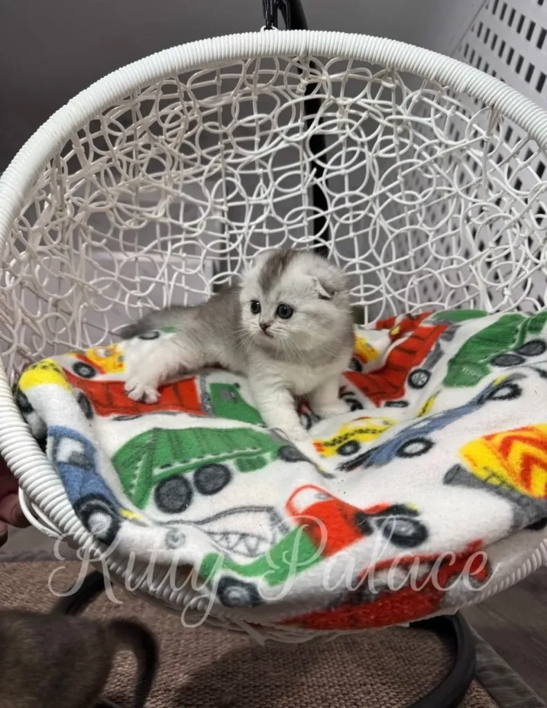 Charming Scottish Fold kitten Love standing on colorful blanket with vehicles
