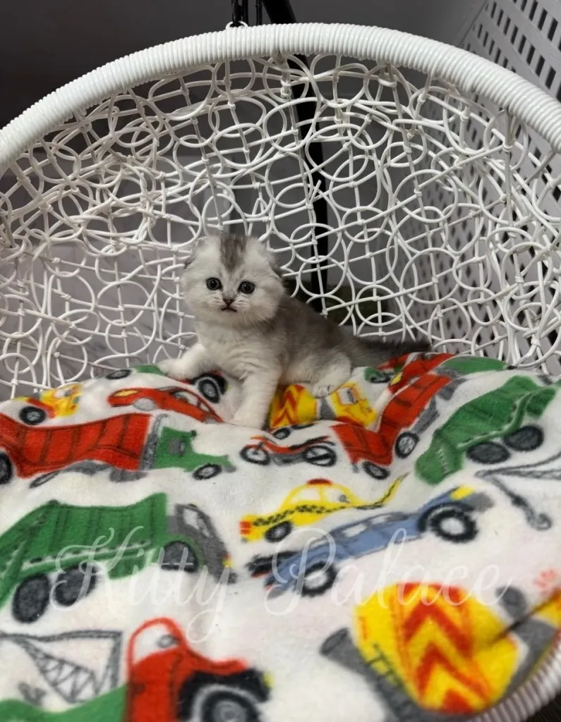 lack silver chinchilla Scottish Fold kitten Love sitting calmly in a white hanging chair