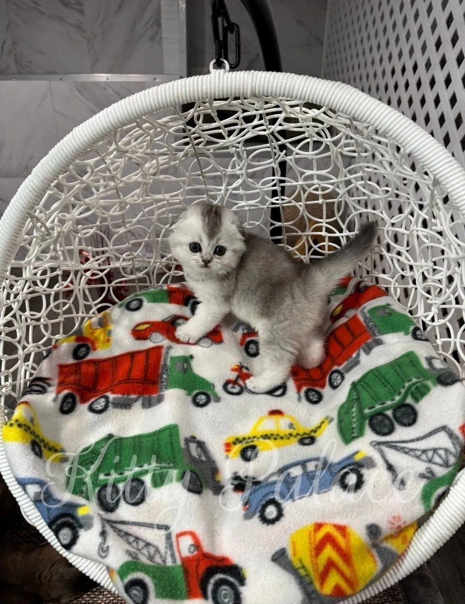 Black silver Scottish Fold kitten Love looking up curiously in her swing chair