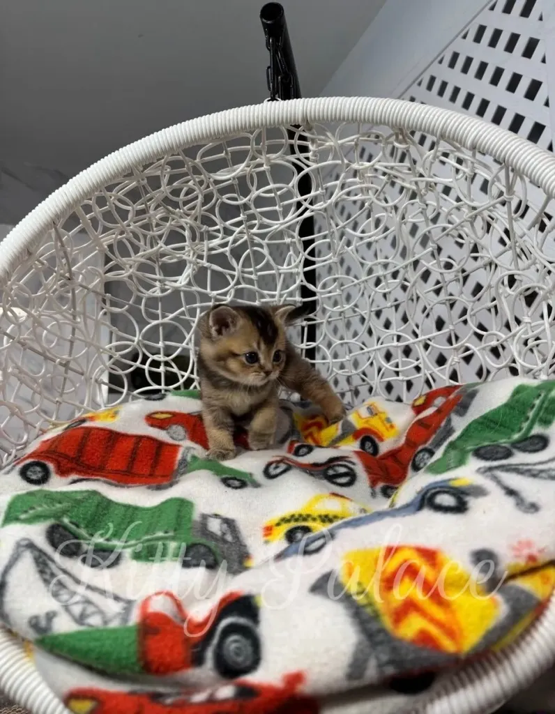 Kitten Thomas looking curious while sitting on a colorful blanket
