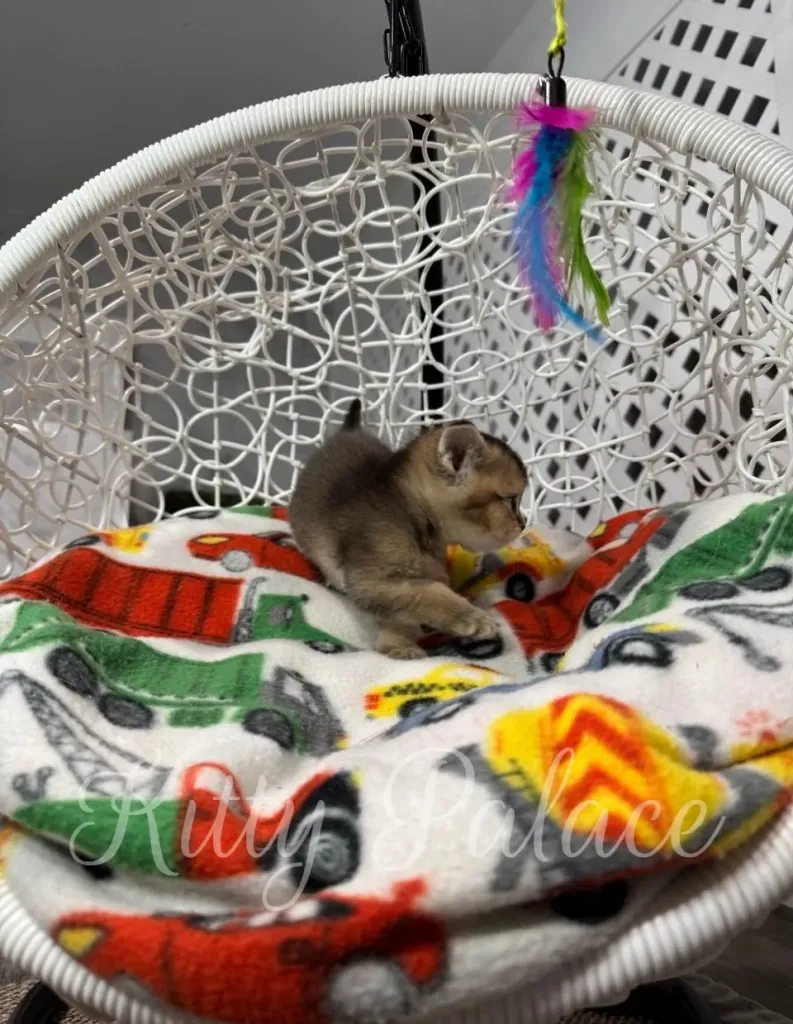 Thomas the kitten sniffing a toy car on a child's blanket