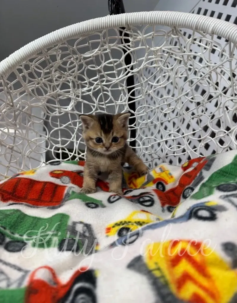 Scottish Straight kitten sitting upright on soft patterned fabric