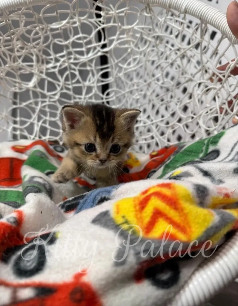 Kitten Thomas partially hidden under a colorful blanket