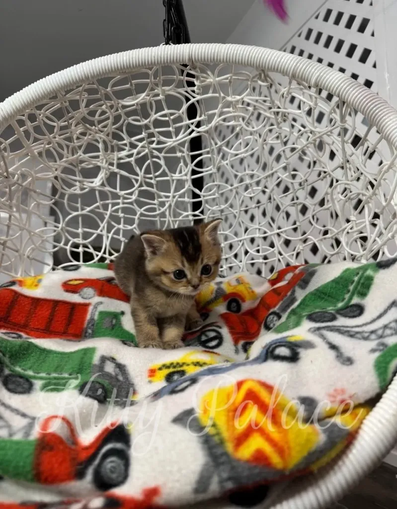 Golden chinchilla Scottish Straight kitten Thomas resting in a cozy white chair