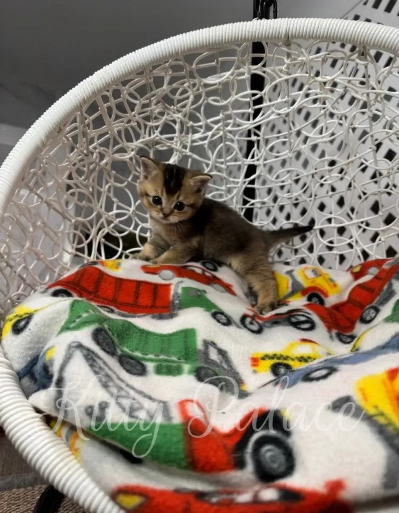 Golden chinchilla kitten sitting proudly in a swing chair