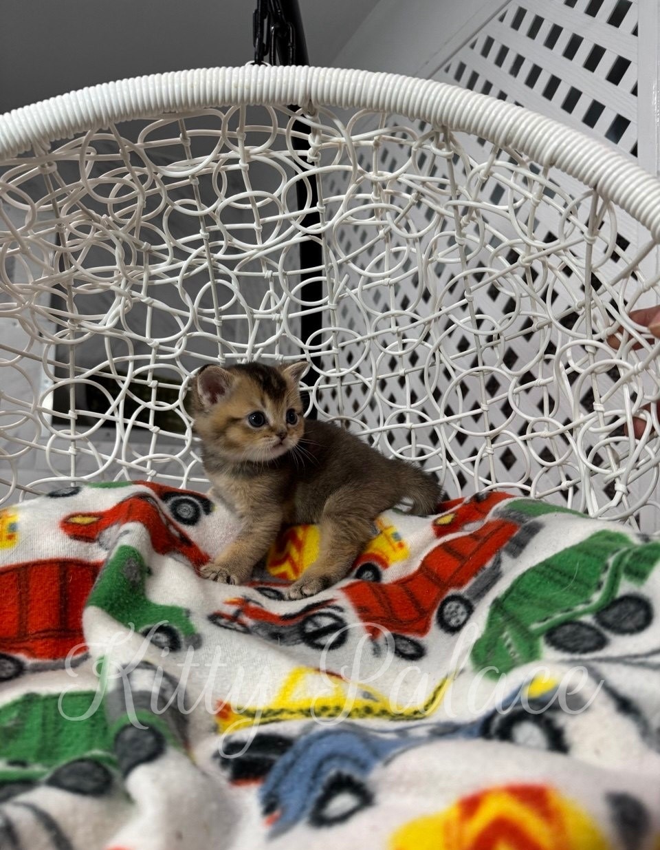 Tomas - Scottish Straight Kitten for Sale, Buy Kitten in USA. Kitty Palace Cattery