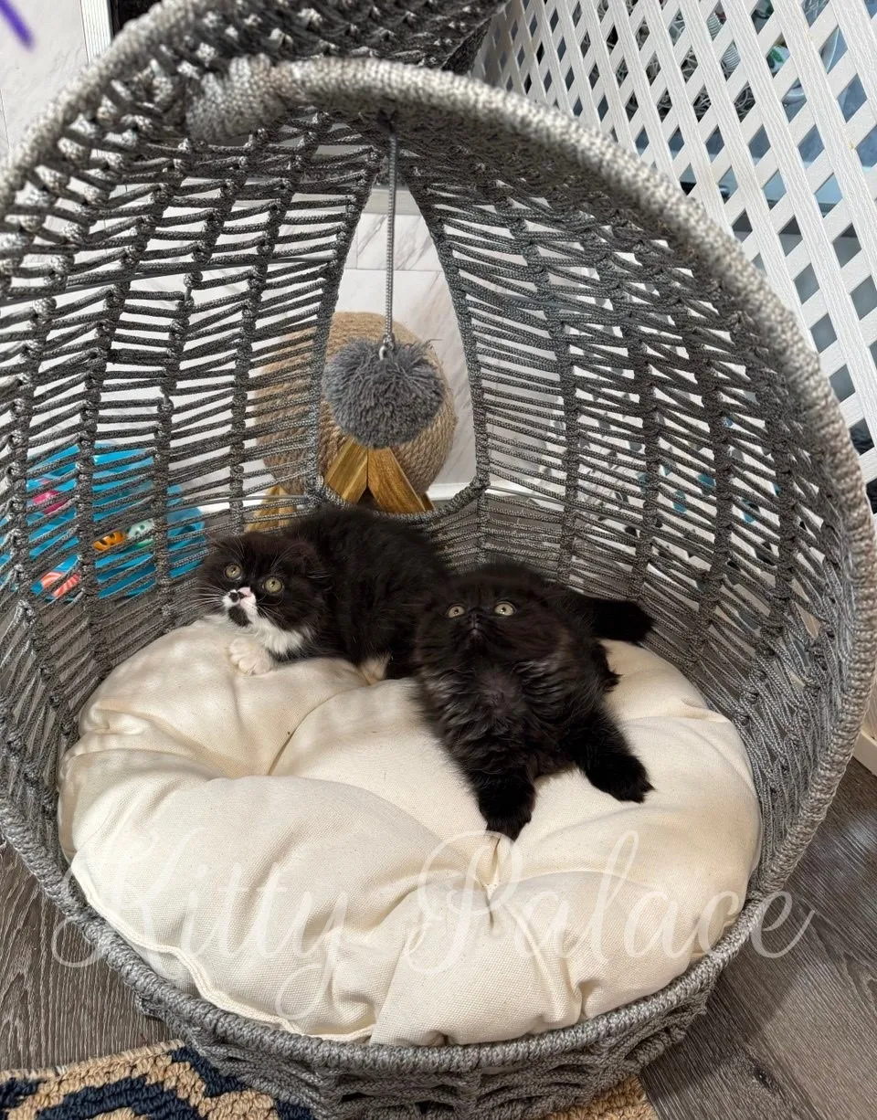 Gentle kitten Kasya resting on a white cushion with eyes half-closed