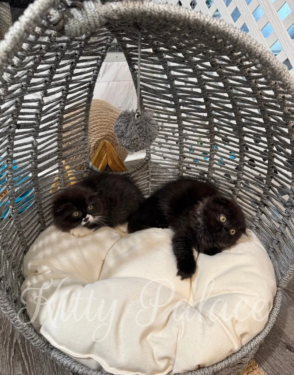 Bicolor kitten lying on her back, playful and calm expression