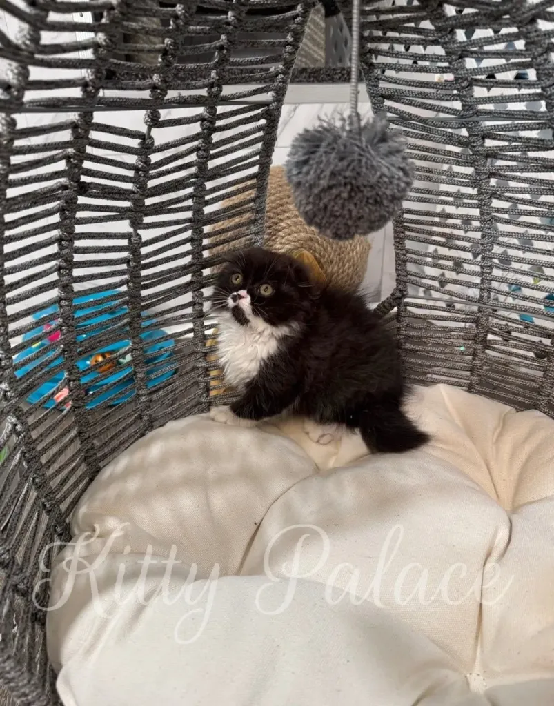 Kasya the Scottish Fold kitten watching curiously from a basket bed