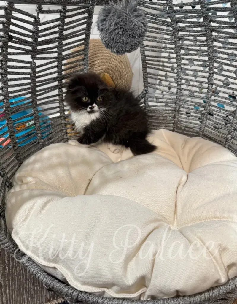 Playful Scottish Fold kitten Kasya focused on a pompom toy