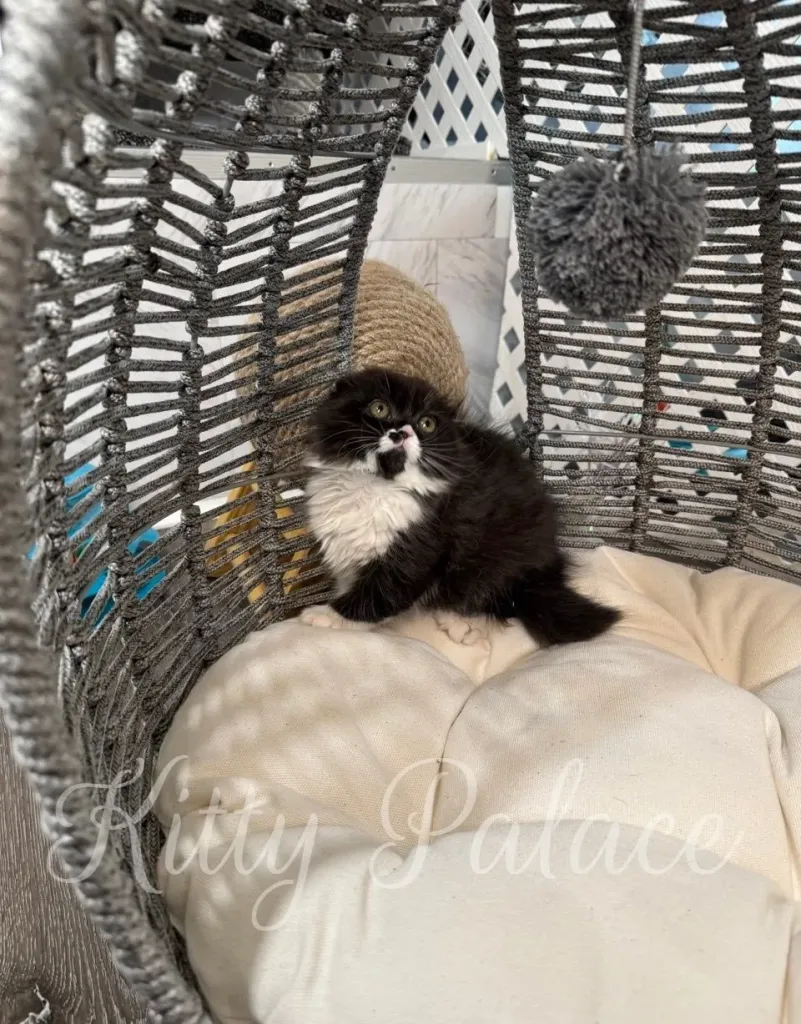 Close-up of Scottish Fold kitten Kasya with black and white fur and gentle eyes
