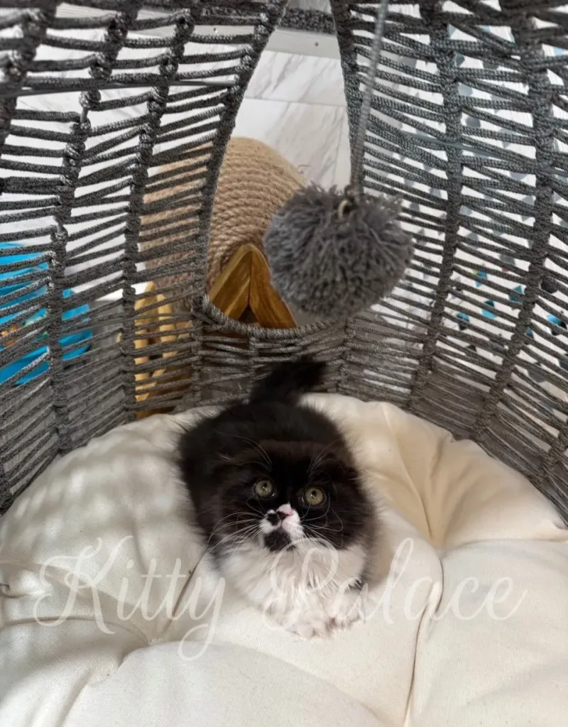 Bicolor Scottish Fold kitten relaxing in a soft fluffy nest