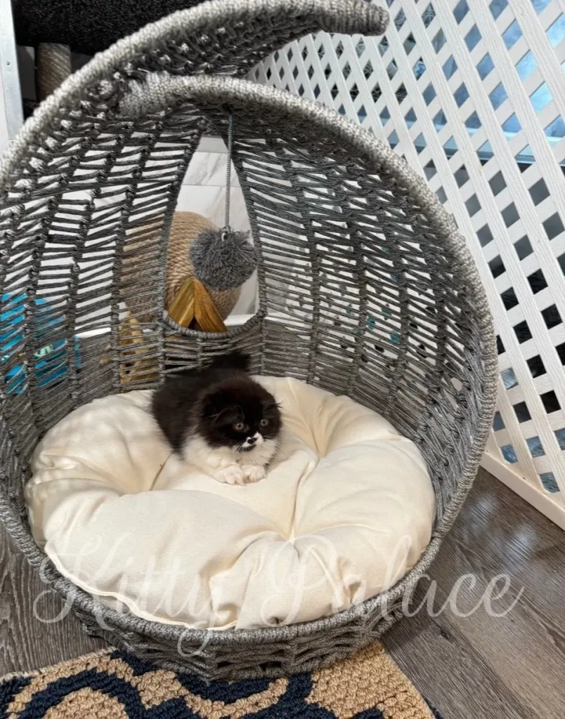 Kasya stretching peacefully – a perfect example of a calm Scottish Fold kitten