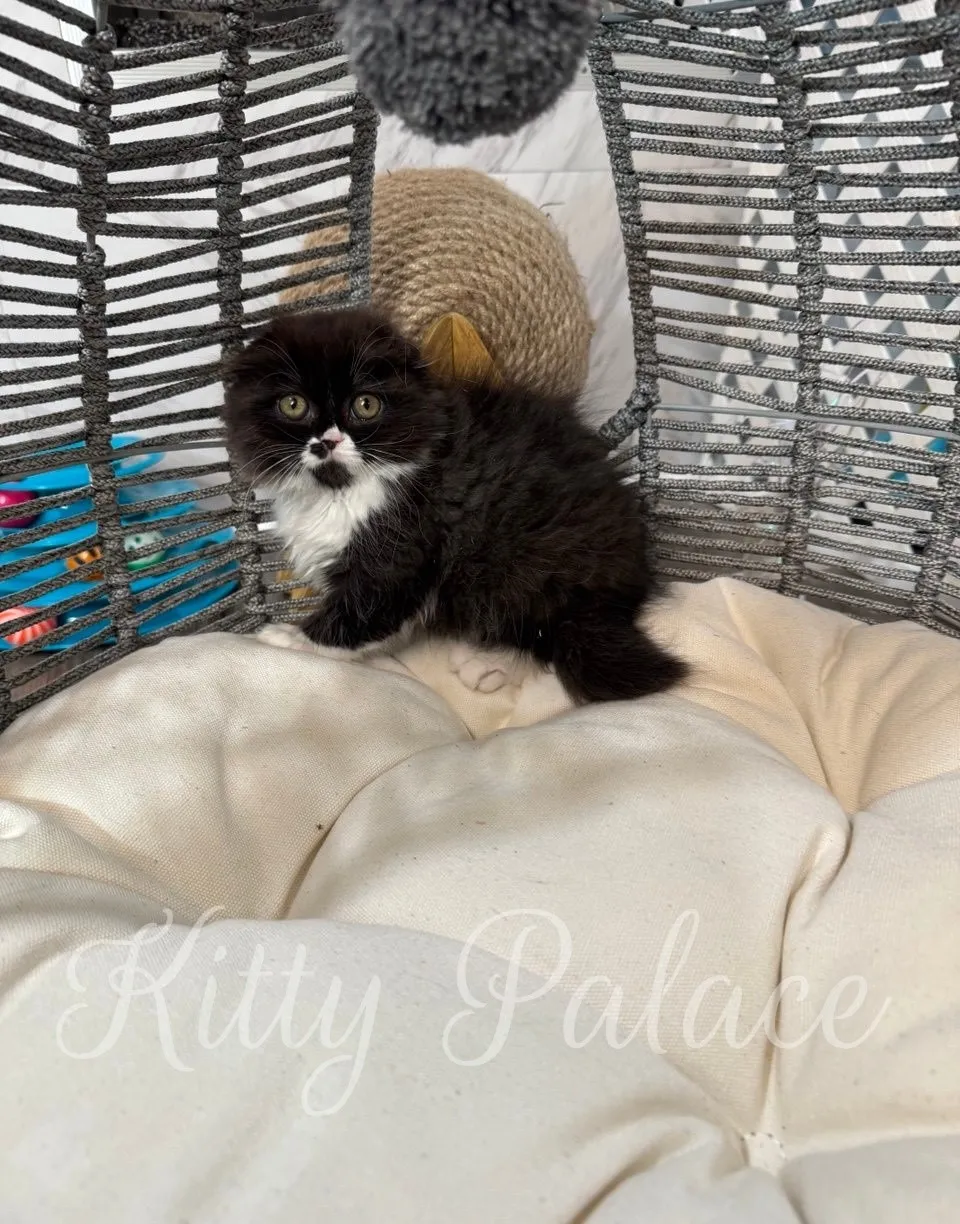 Black and white kitten Kasya showing the charm behind scotland fold cat price