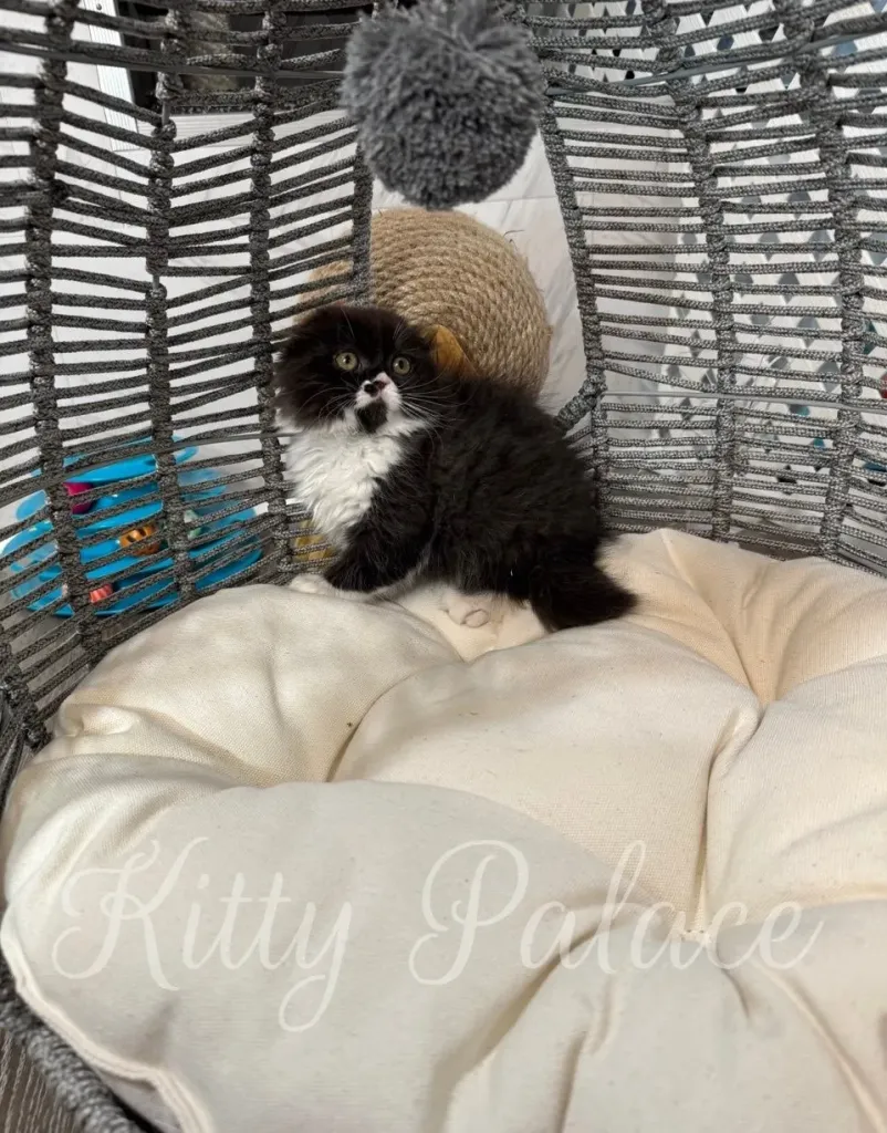 Bicolor Scottish Fold kitten Kasya lounging in a cozy hanging chair