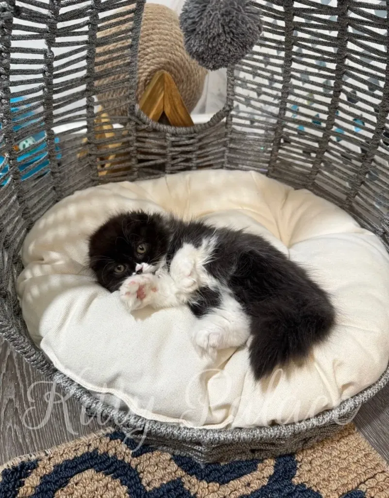 Fluffy kitten Kasya lying down on her side in a relaxed pose