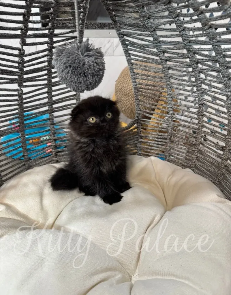 Kitten in a stylish gray woven basket with playful mood.