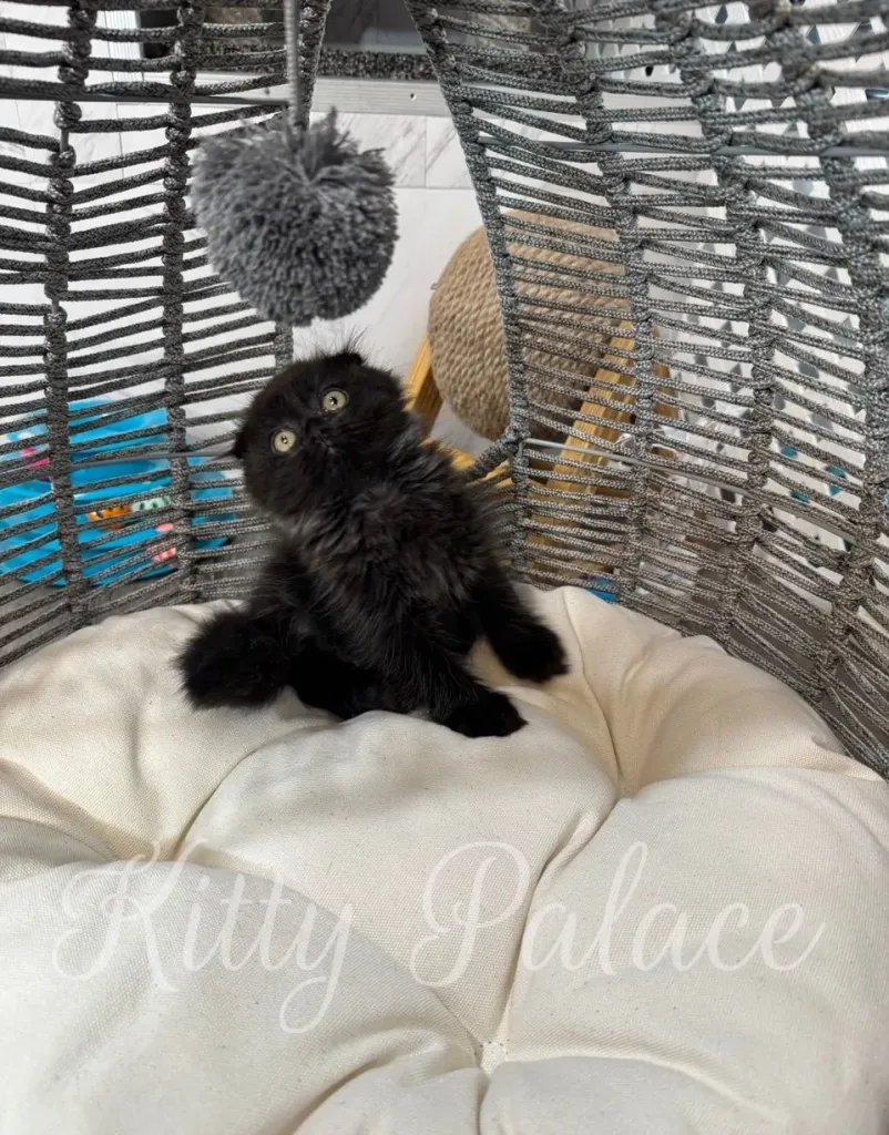Scottish Fold kitten Star stretching comfortably on her cream pillow, playful and relaxed.
