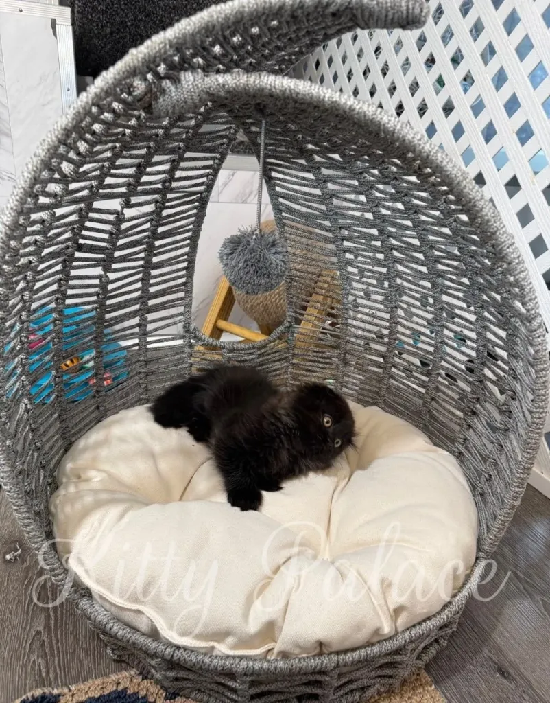 Relaxed fluffy kitten stretching in cat pod.