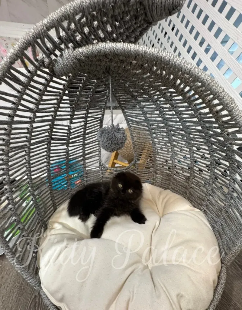 Cute furry kitten lying on her back in a cozy nook.