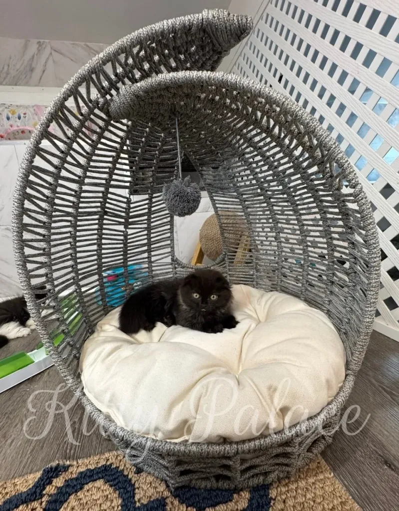 Curious kitten reaches for soft pom-pom toy inside her basket.