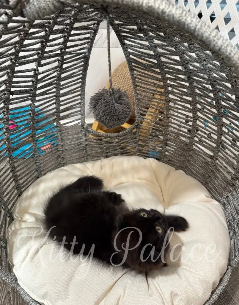 Fluffy black kitten resting peacefully in a cream cushion bed.