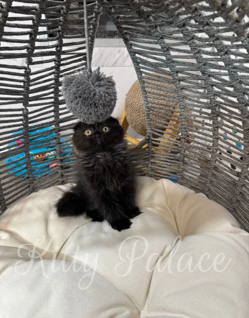 Star looking up with wide eyes at her hanging toy – perfect Scottish Fold kitten expression.