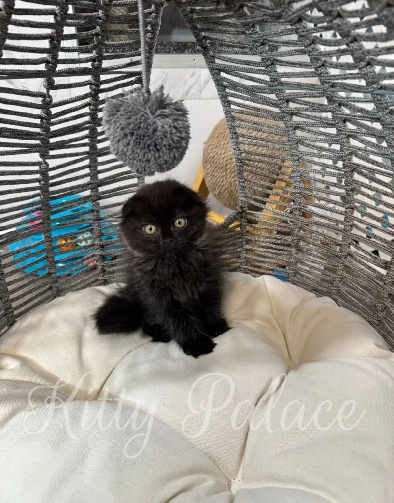 Black Scottish Fold kitten Star lying in cozy round bed basket. Raised with love at Kitty Palace.