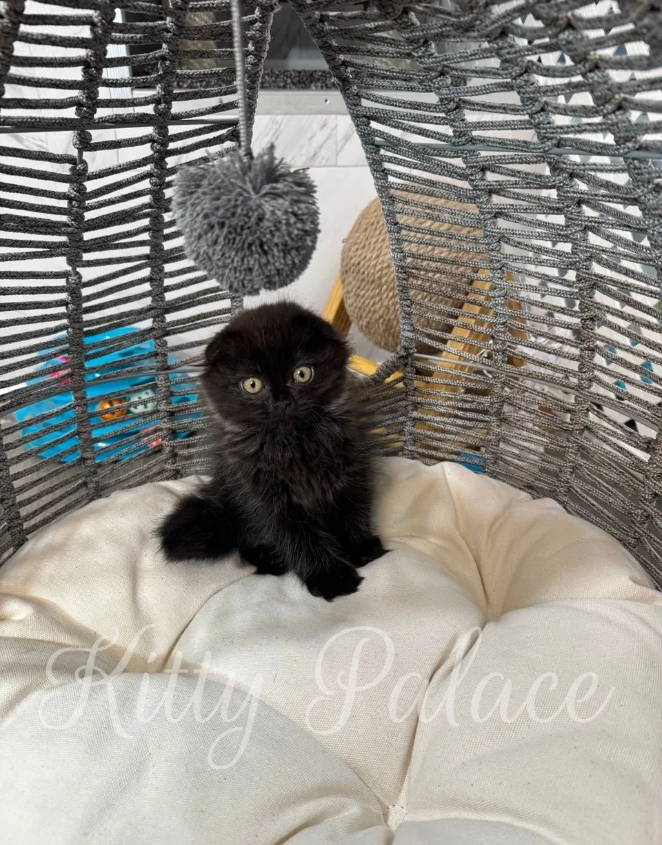 Black Scottish Fold kitten Star lying in cozy round bed basket. Raised with love at Kitty Palace.